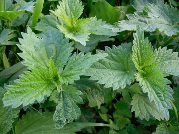 Ortica per preparare un decotto medicinale per le vene varicose