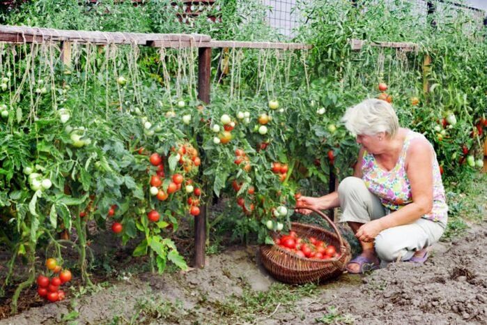 pomodori da giardino per le vene varicose